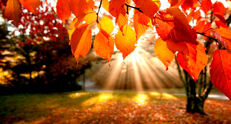 Wellness til efterår